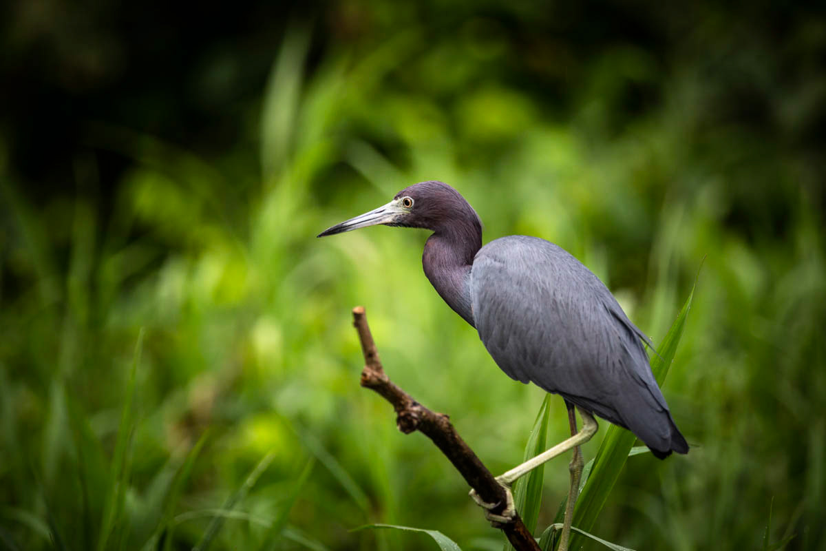 AIGRETTE BLEUE Egretta caerulea
