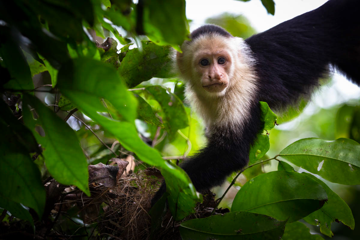 SINGE CAPUCIN Cebus capucinus