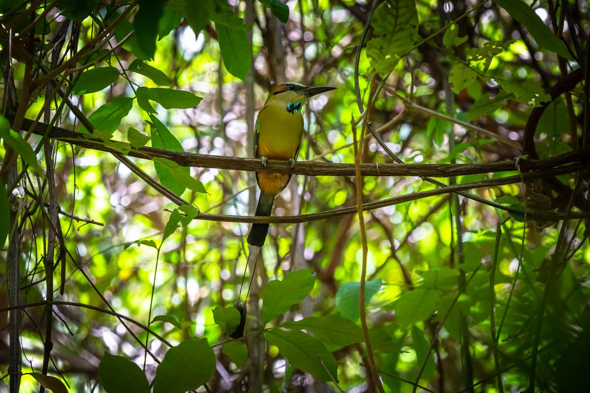 MOTMOT À SOURCILS BLEUS Eumomota superciliosa
