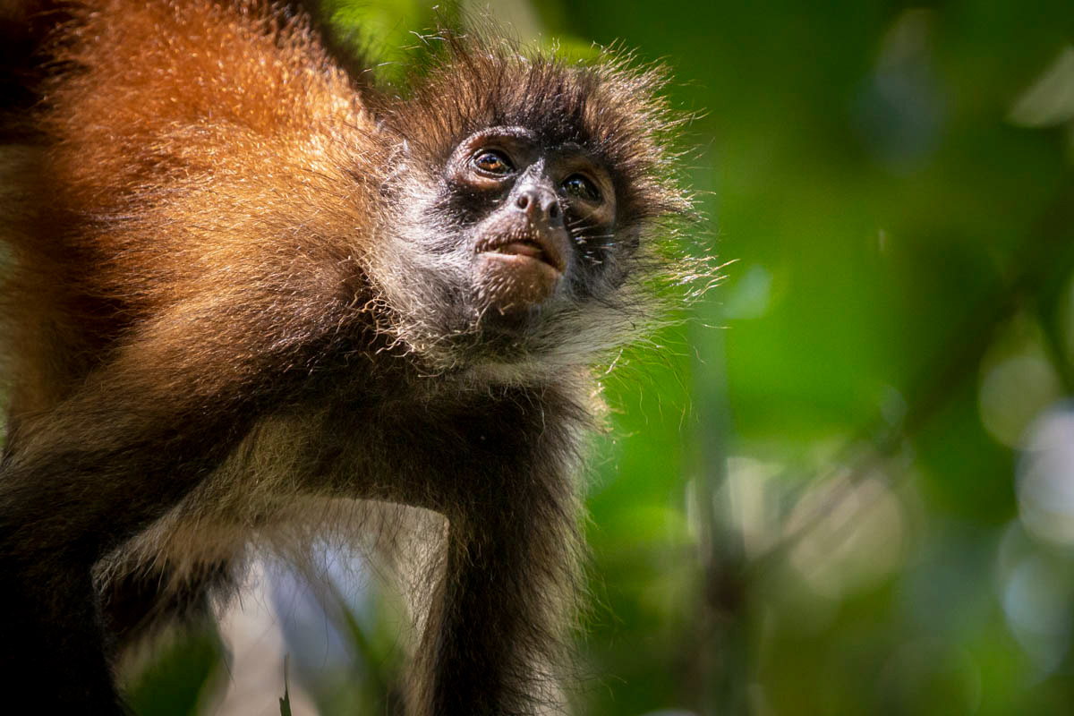 SINGE ARAIGNÉE Ateles geoffroyi