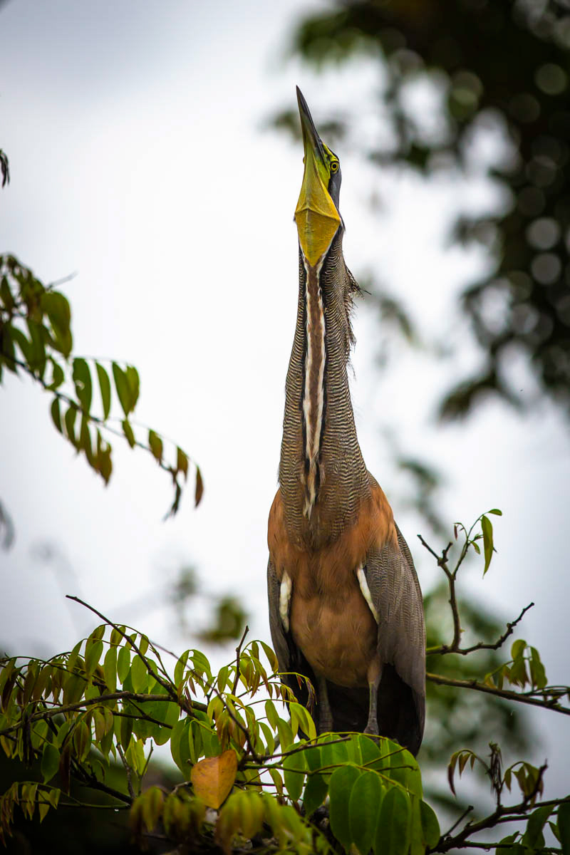 ONORÉ RAYÉ Tigrisoma lineatum