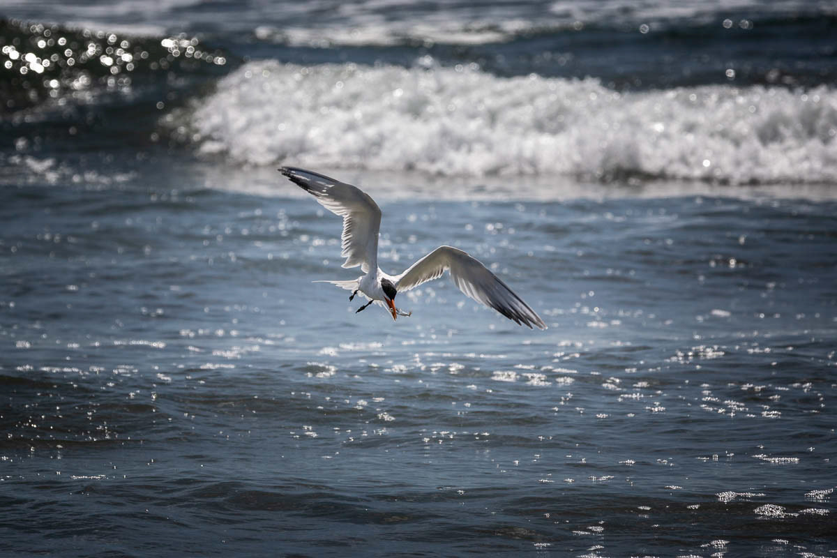 STERNE CASPIENNE Hydroprogne caspia