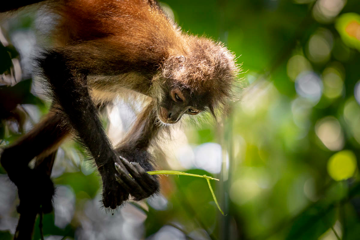 SINGE ARAIGNÉE Ateles geoffroyi