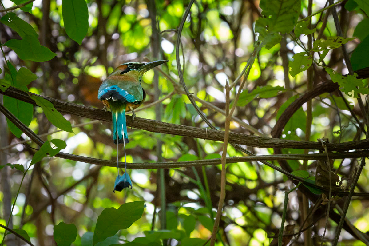 MOTMOT À SOURCILS BLEUS Eumomota superciliosa