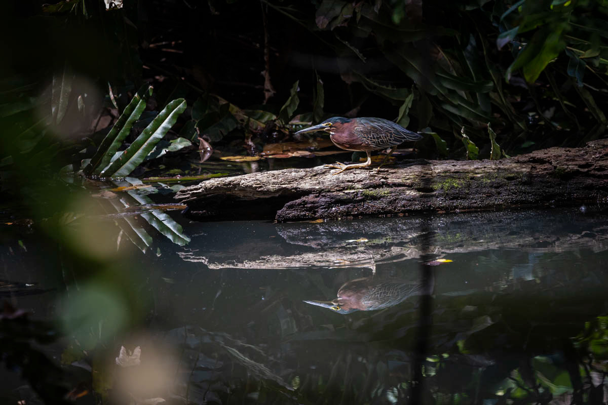 HÉRON VERT Butorides virescens