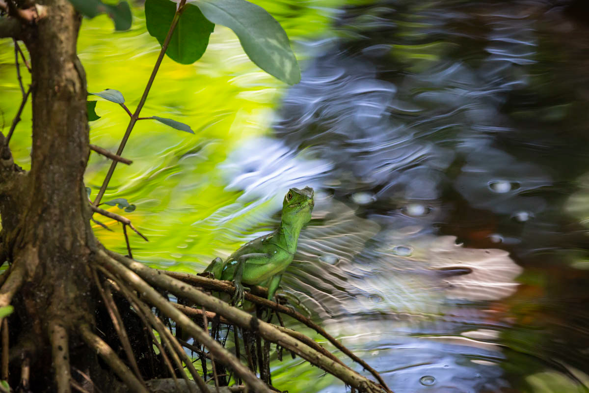 BASILIC VERT Basilicus plumifrons
