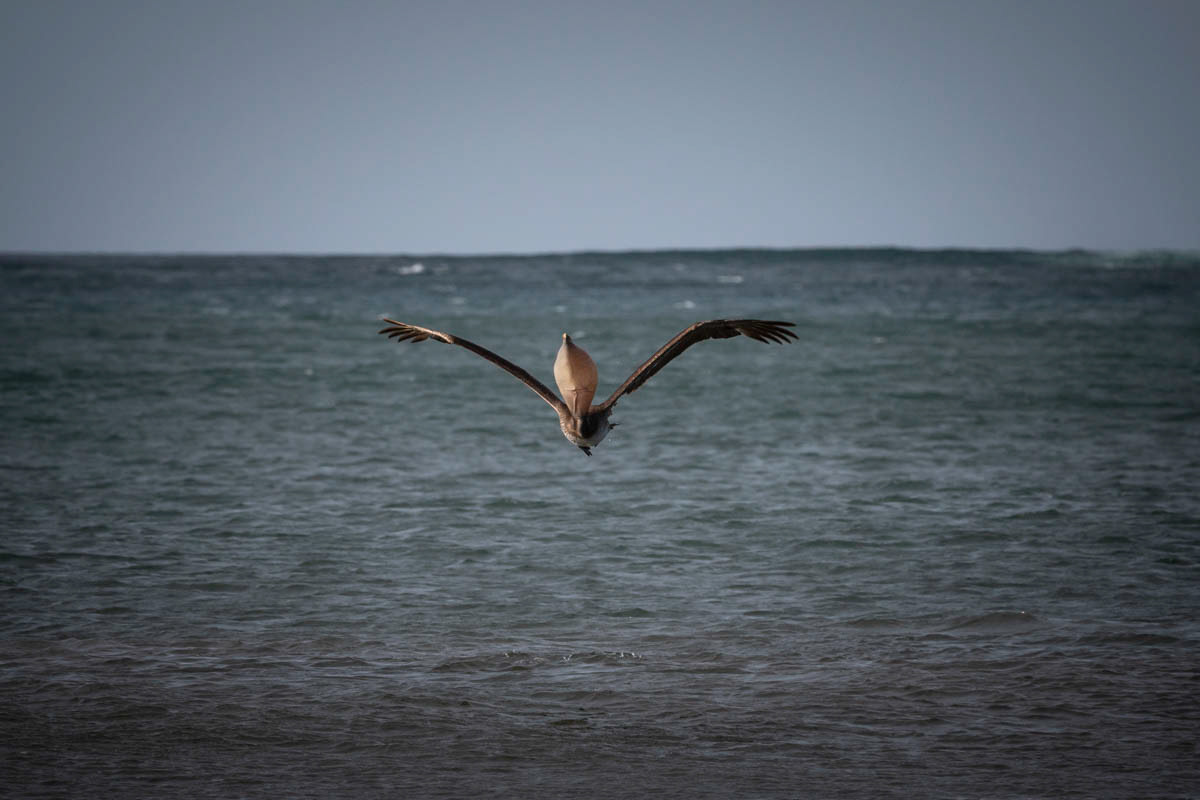 PÉLICAN BRUN Pelecanus occidentalis