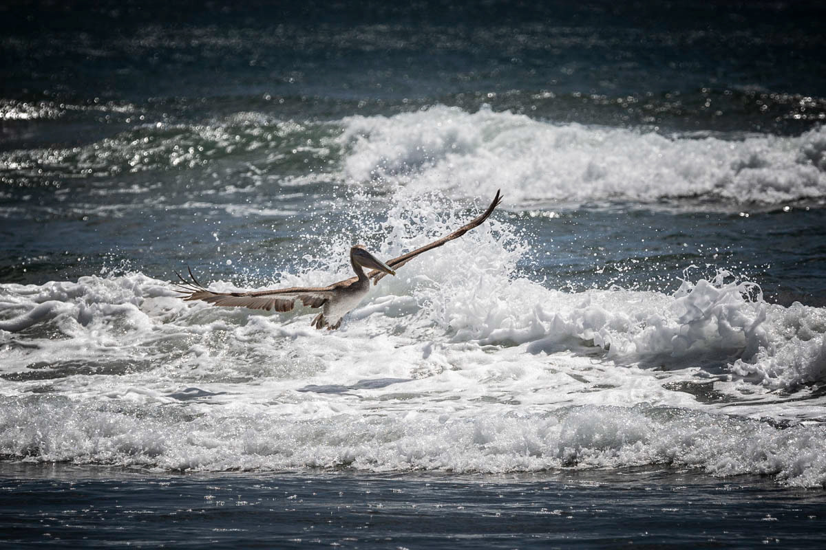 PÉLICAN BRUN Pelecanus occidentalis