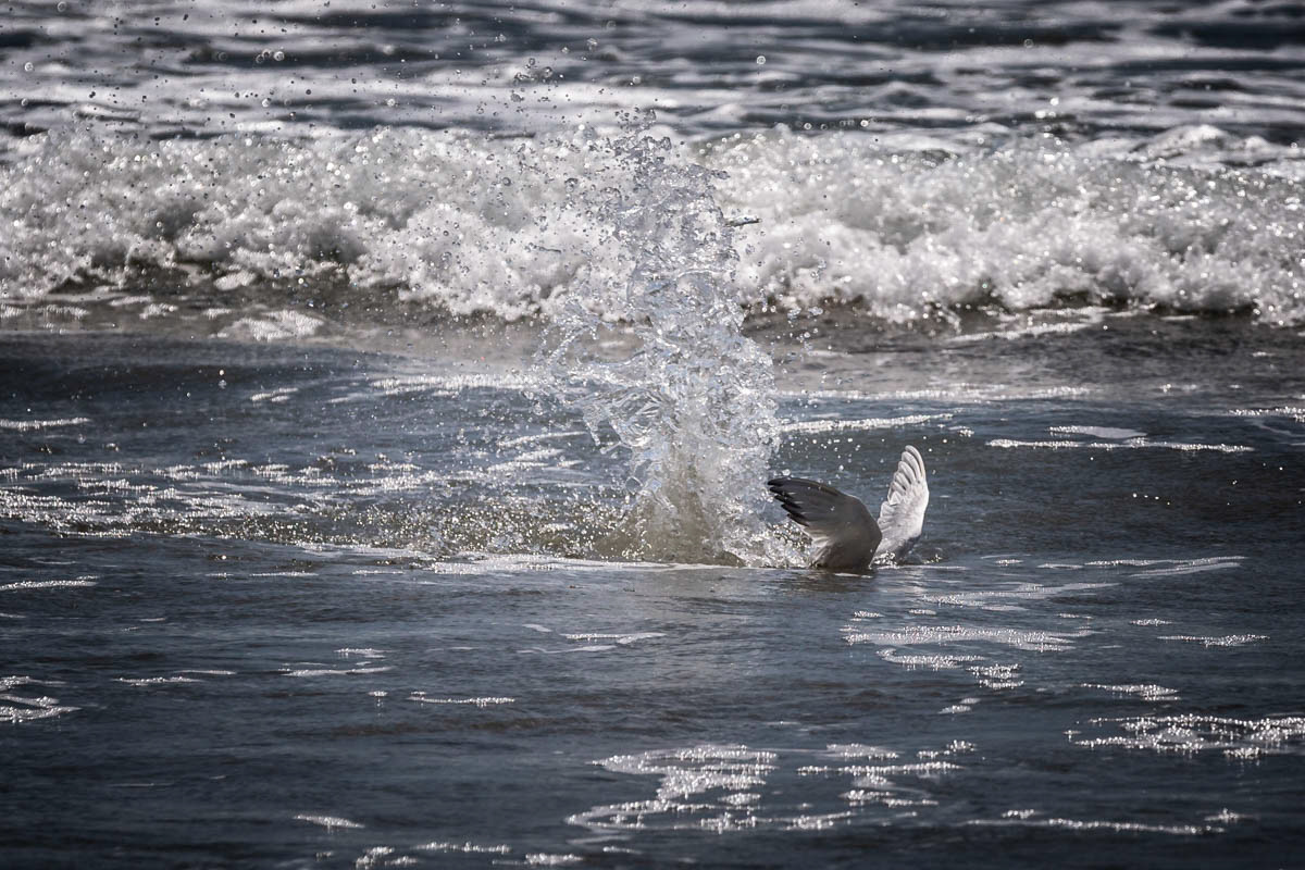 STERNE CASPIENNE Hydroprogne caspia