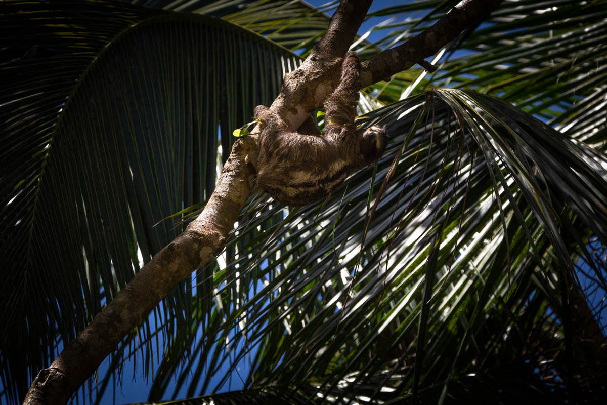 PARESSEUX À 3 DOIGTS Bradypus tridactylus