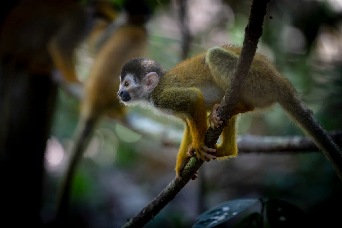 SINGE ECUREUIL Saimiri oerstedii