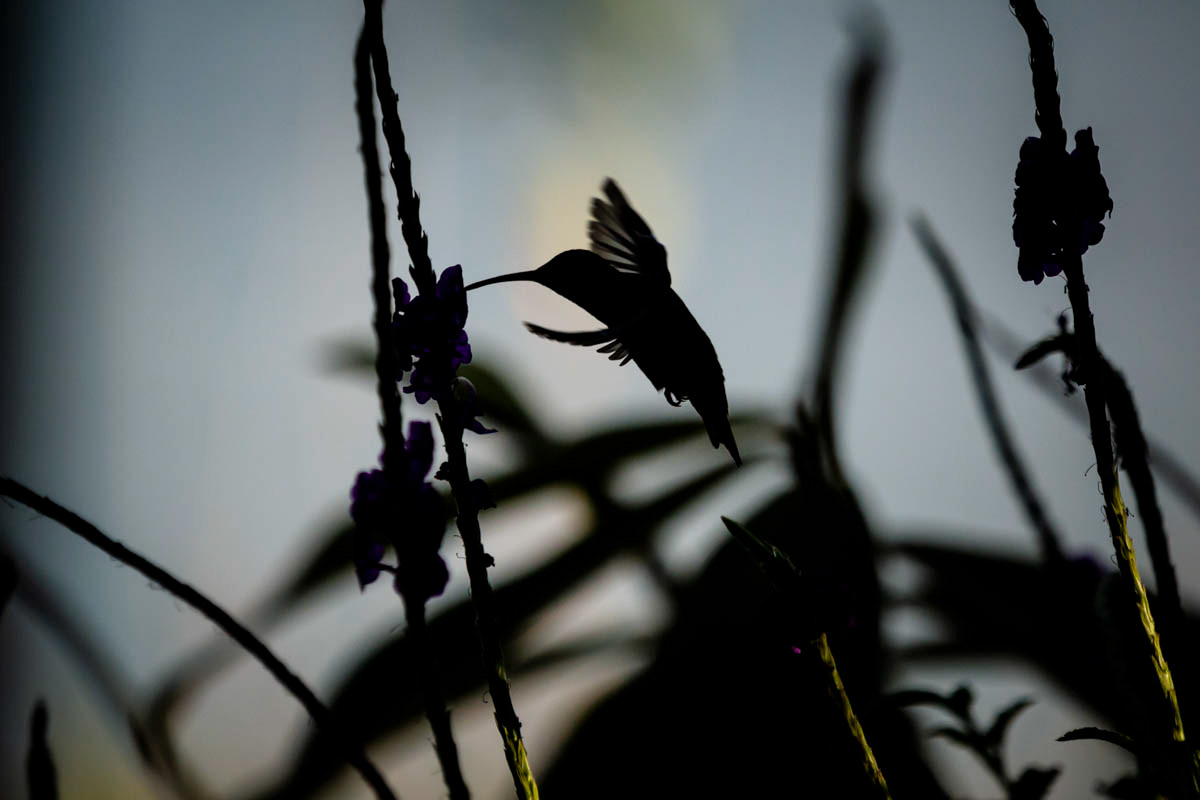 ERMITE À GORGE RAYÉE Phaetornis stiigularis