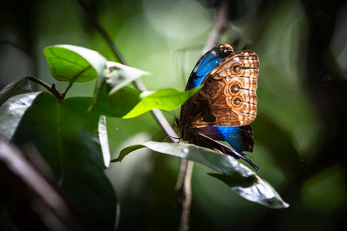 MORPHO Morpho menelaus