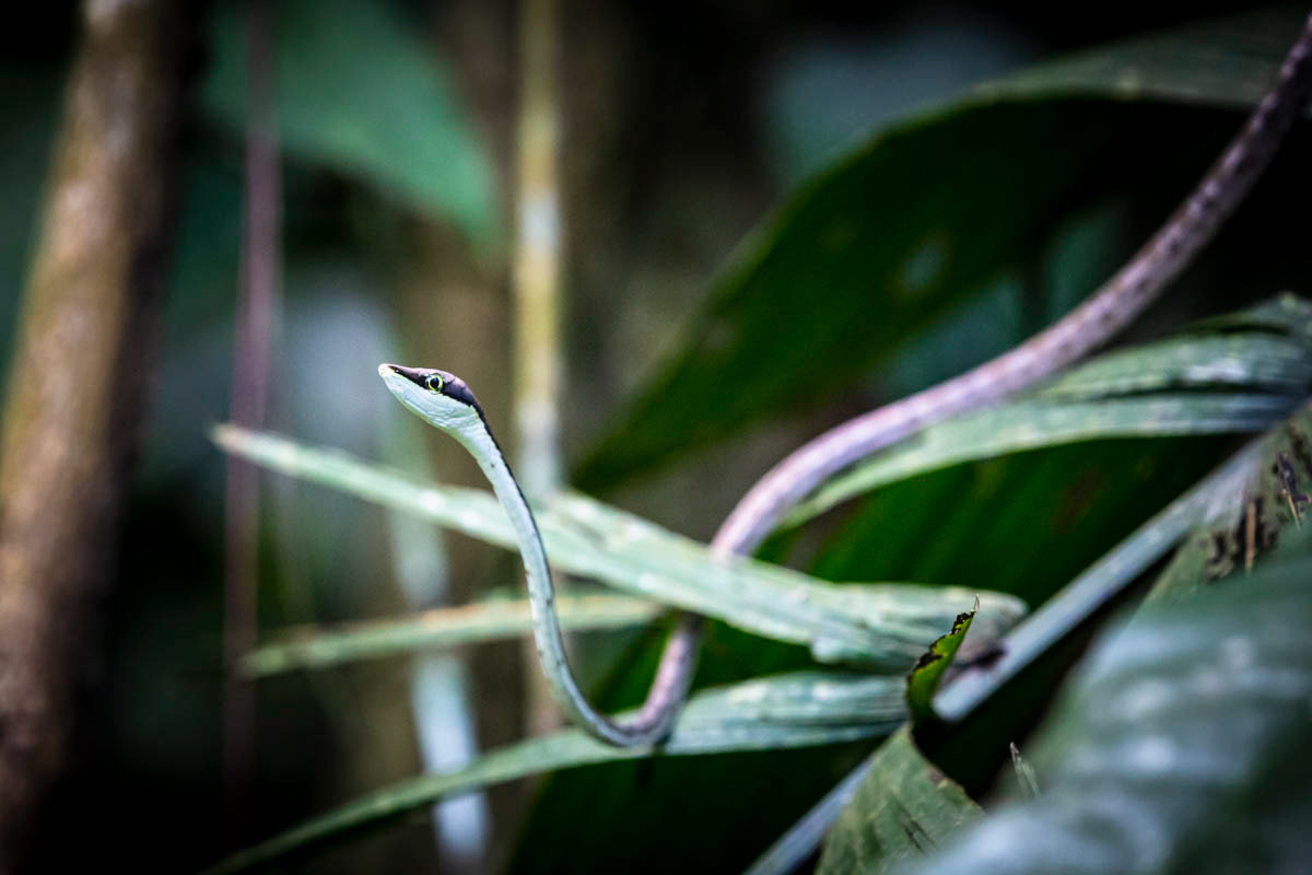 SERPENT LIANE Oxybelis aeneus