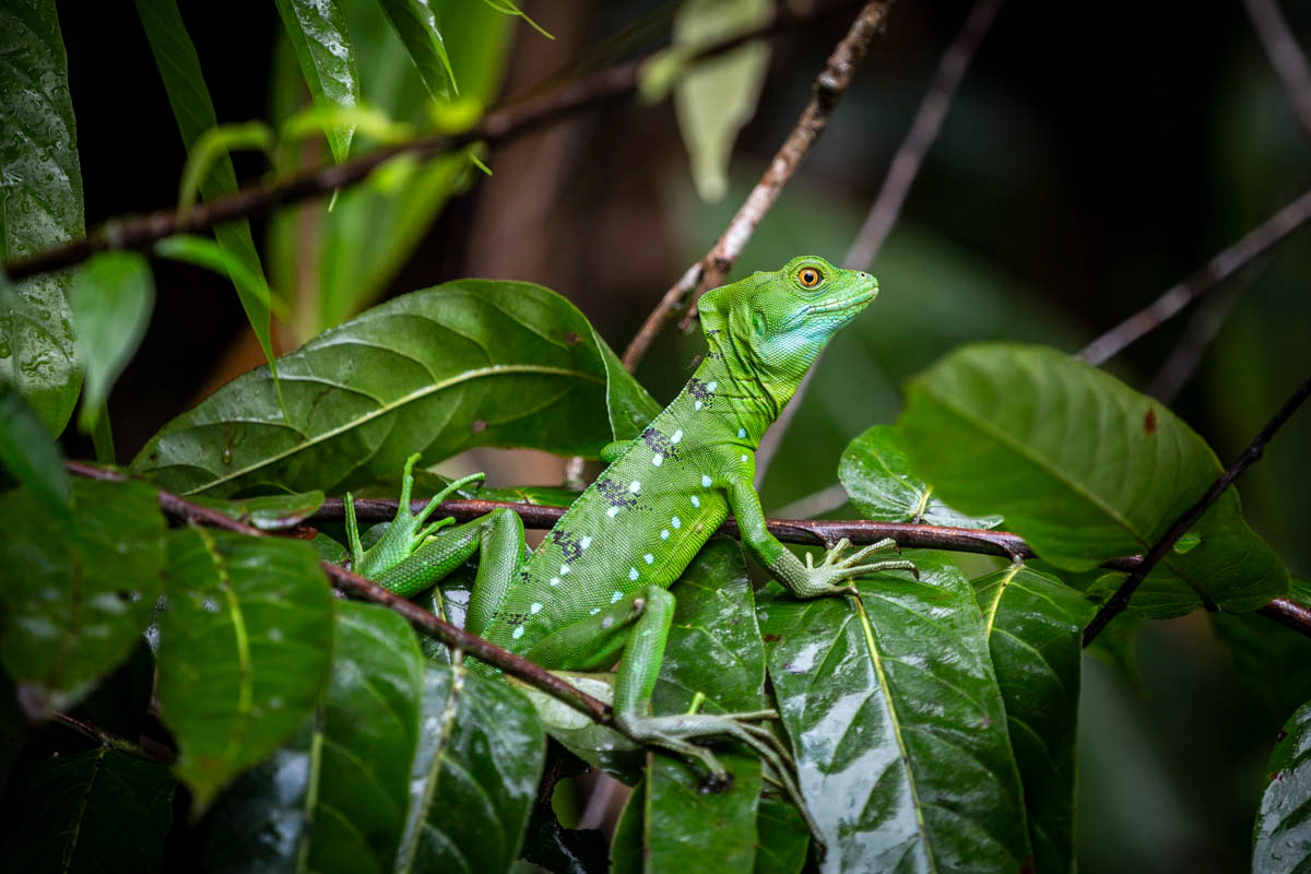 BASILIC VERT Basilicus plumifrons