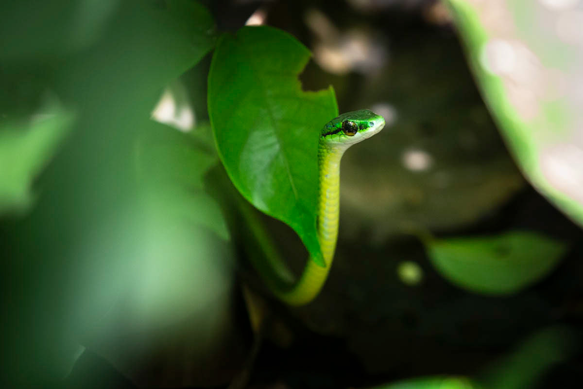 SERPENT LIANE PERROQUET Leptophis ahaetulla