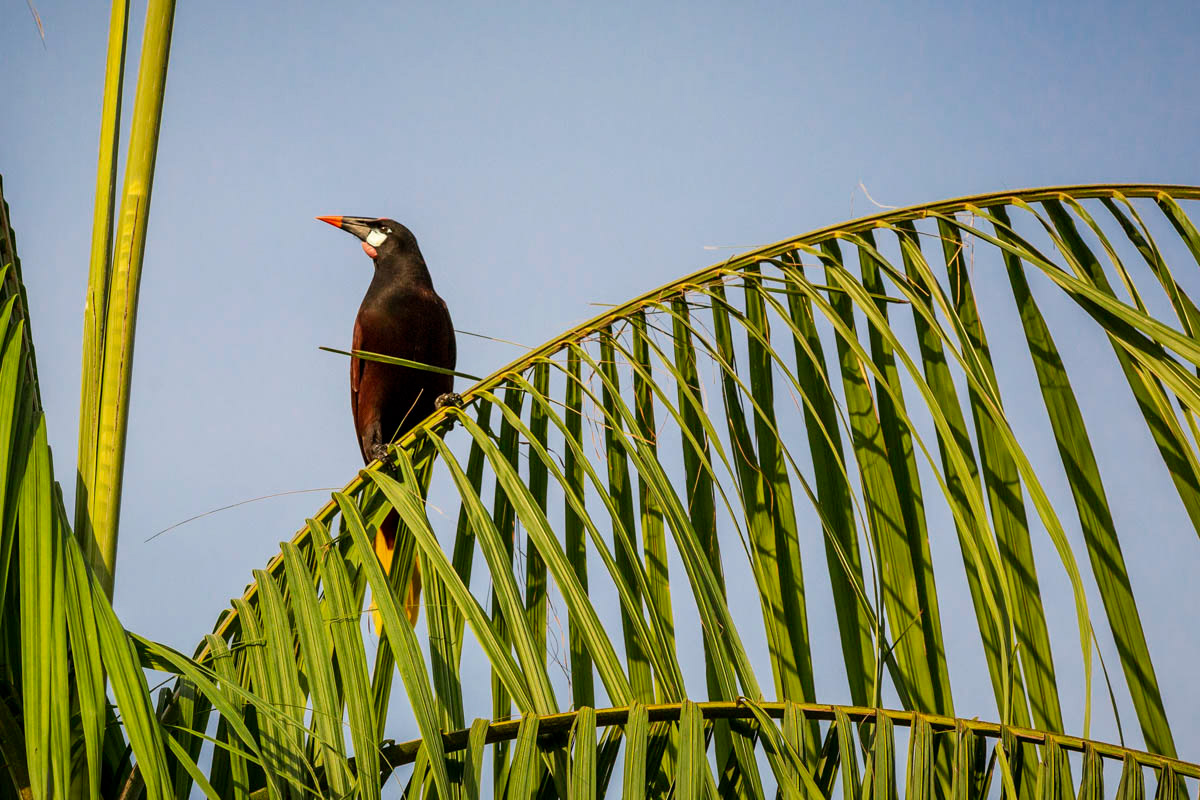 CASSIQUES DE MONTEZUMA Psaracolius montezuma