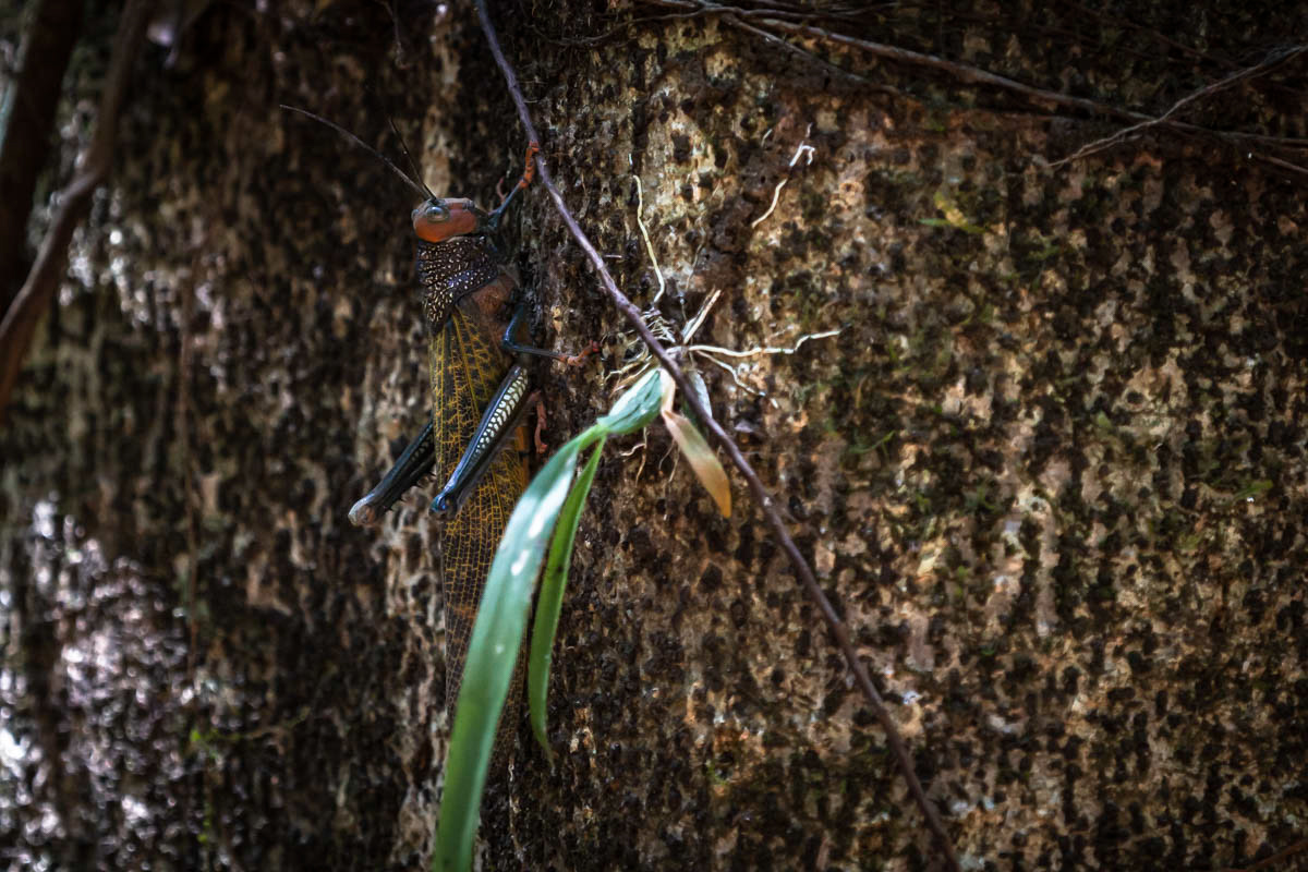 SAUTERELLE GÉANTE Tropidacris cristata