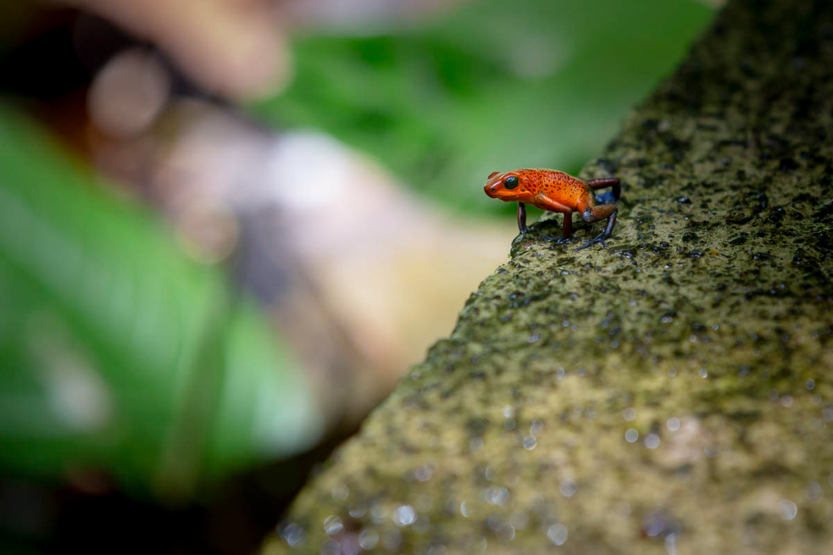DENDROBATE FRAISE Dendrobates pulmilio
