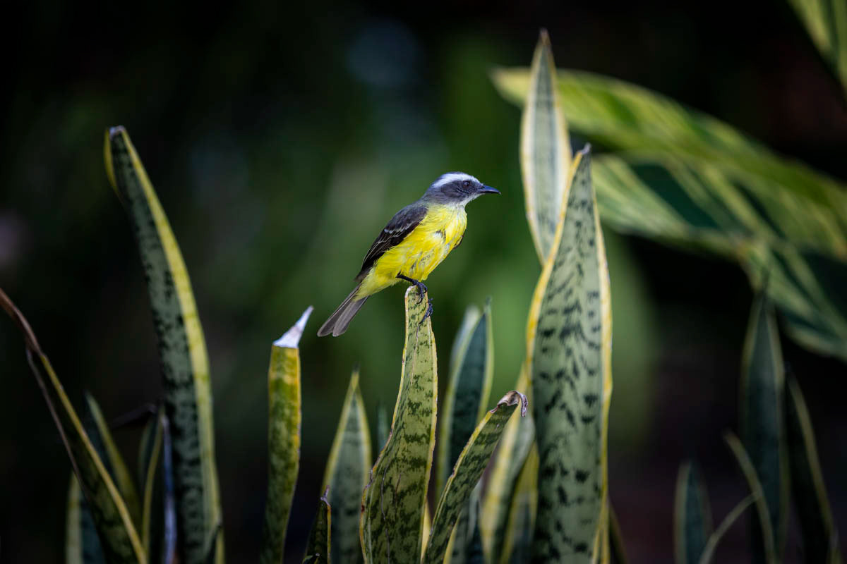 TYRANNEAU À VENTRE JAUNE Ornithion semiflavum
