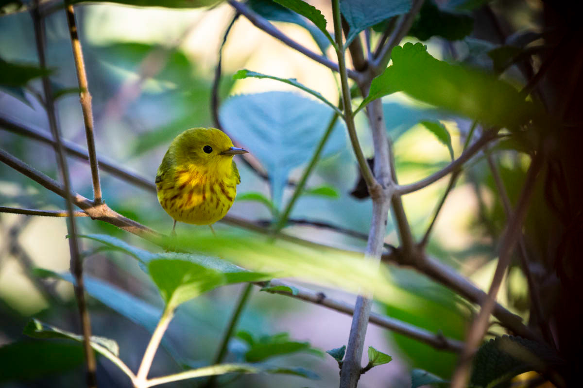 PARULINE JAUNE Setophaga petechia