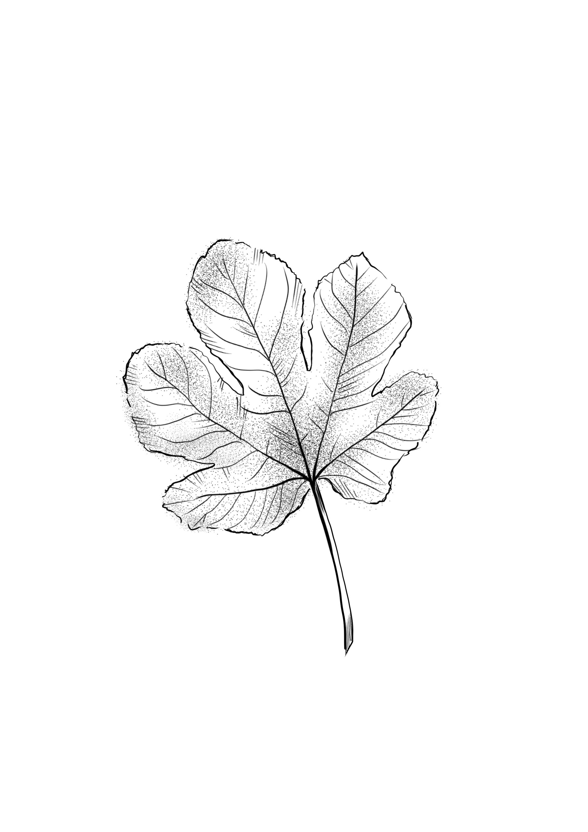 Feigenblatt / mind. 8 cm