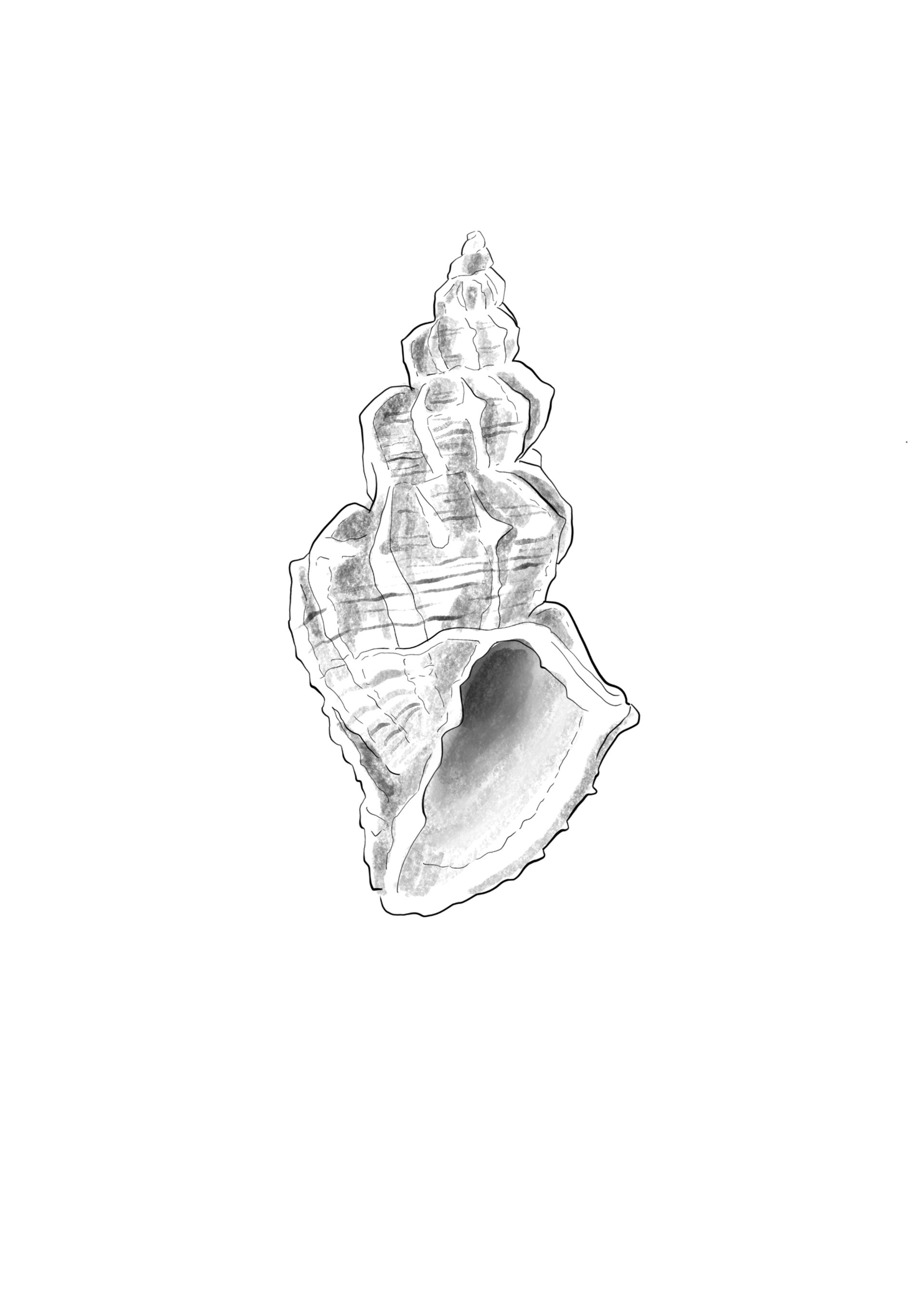 Sea Shell // mind. 8 cm