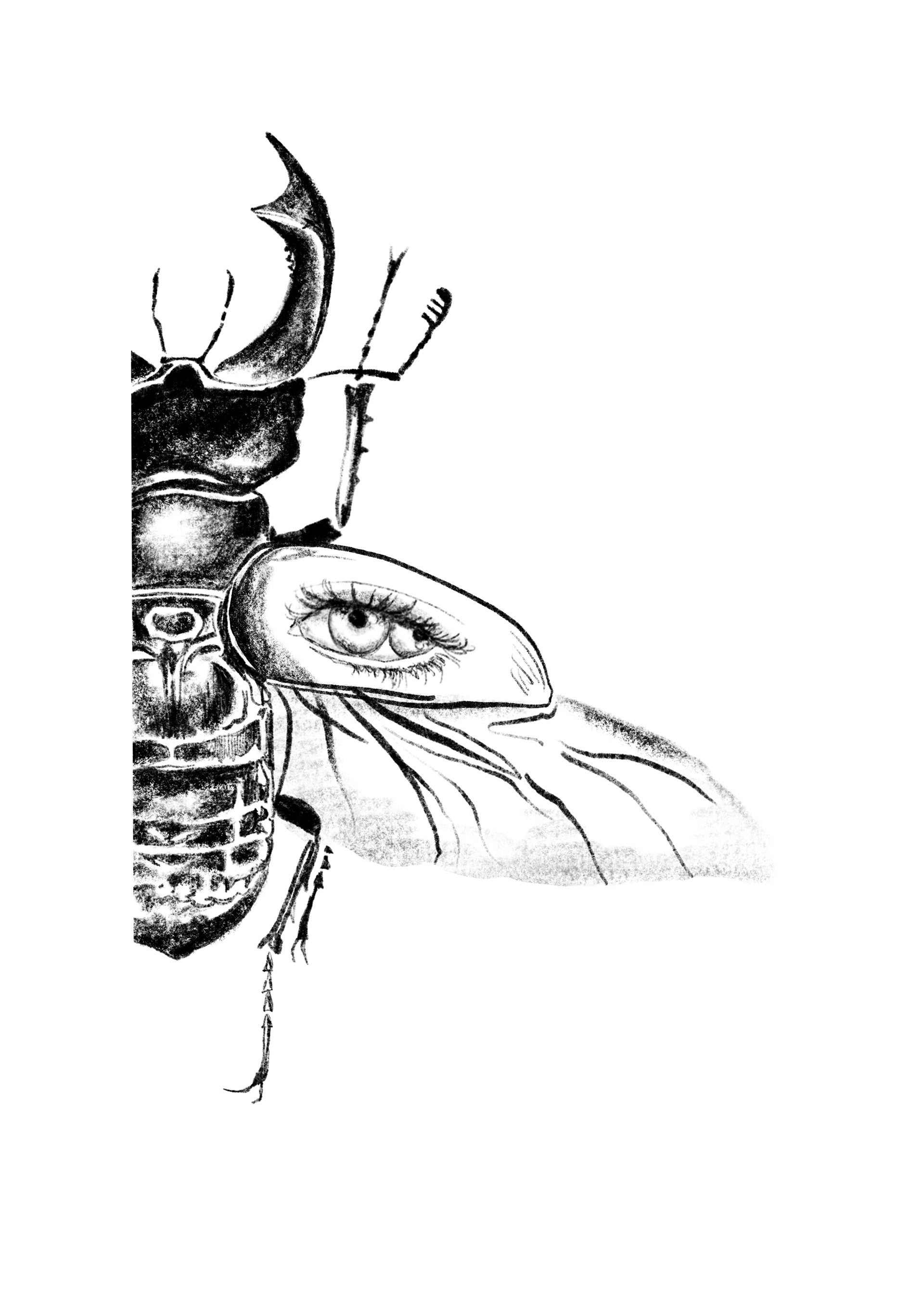 Hirschkäfer // mind 14 cm
