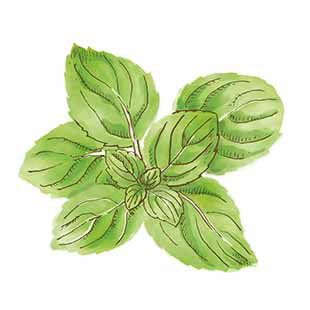 ミント・アジアのご飯/Hanako