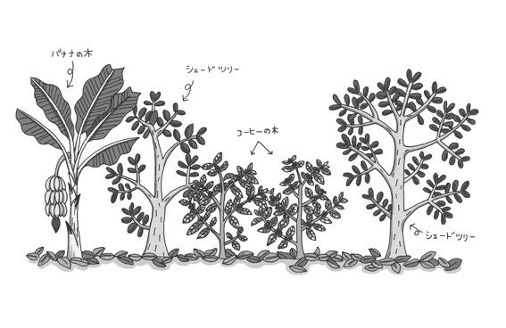コーヒー豆を追いかけて/くもん出版/挿し絵