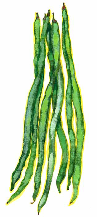 柊野ささげ・京野菜特集イラスト/Hanako