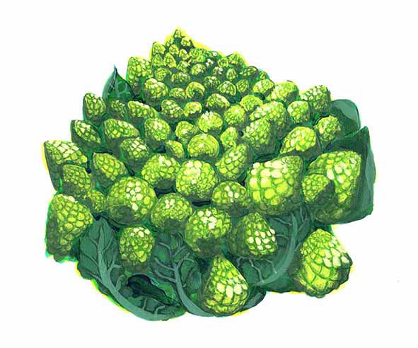 ロマネスク・流行野菜イラスト/CASA BRUTUS