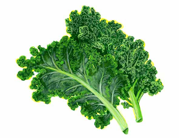 ケール・流行野菜イラスト/CASA BRUTUS