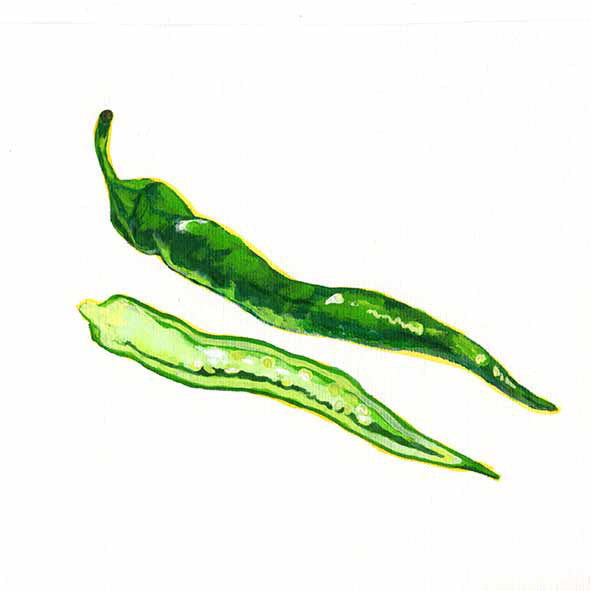 伏見とうがらし・京野菜特集イラスト/Hanako