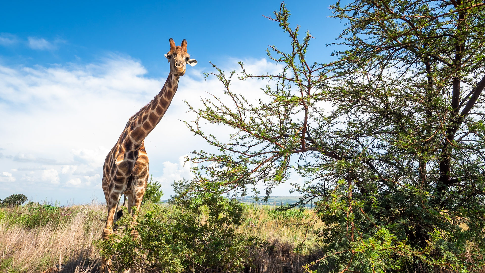 franz rabe | natural photography | naturalphoto.co.za