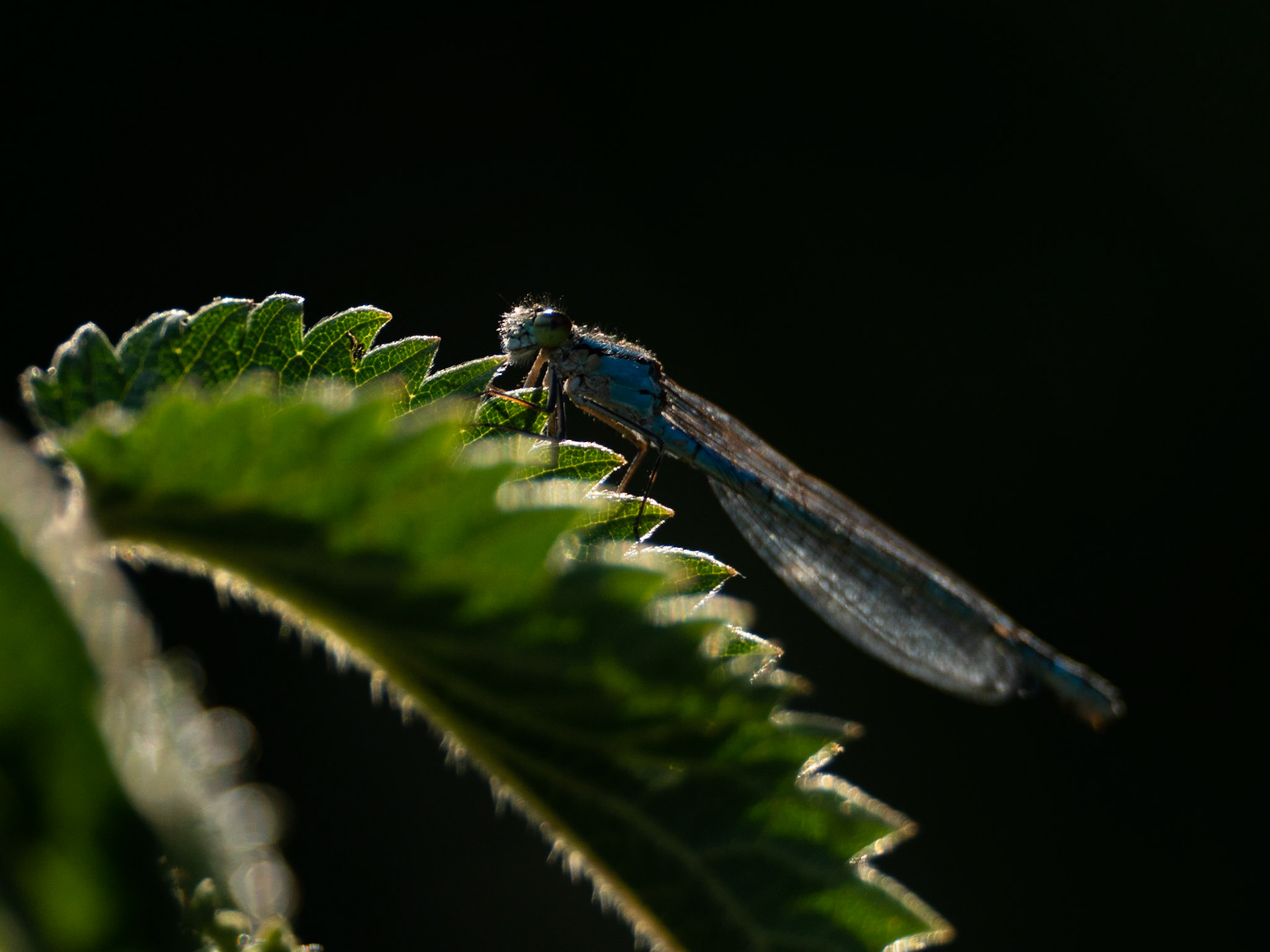 Damsel not in distress