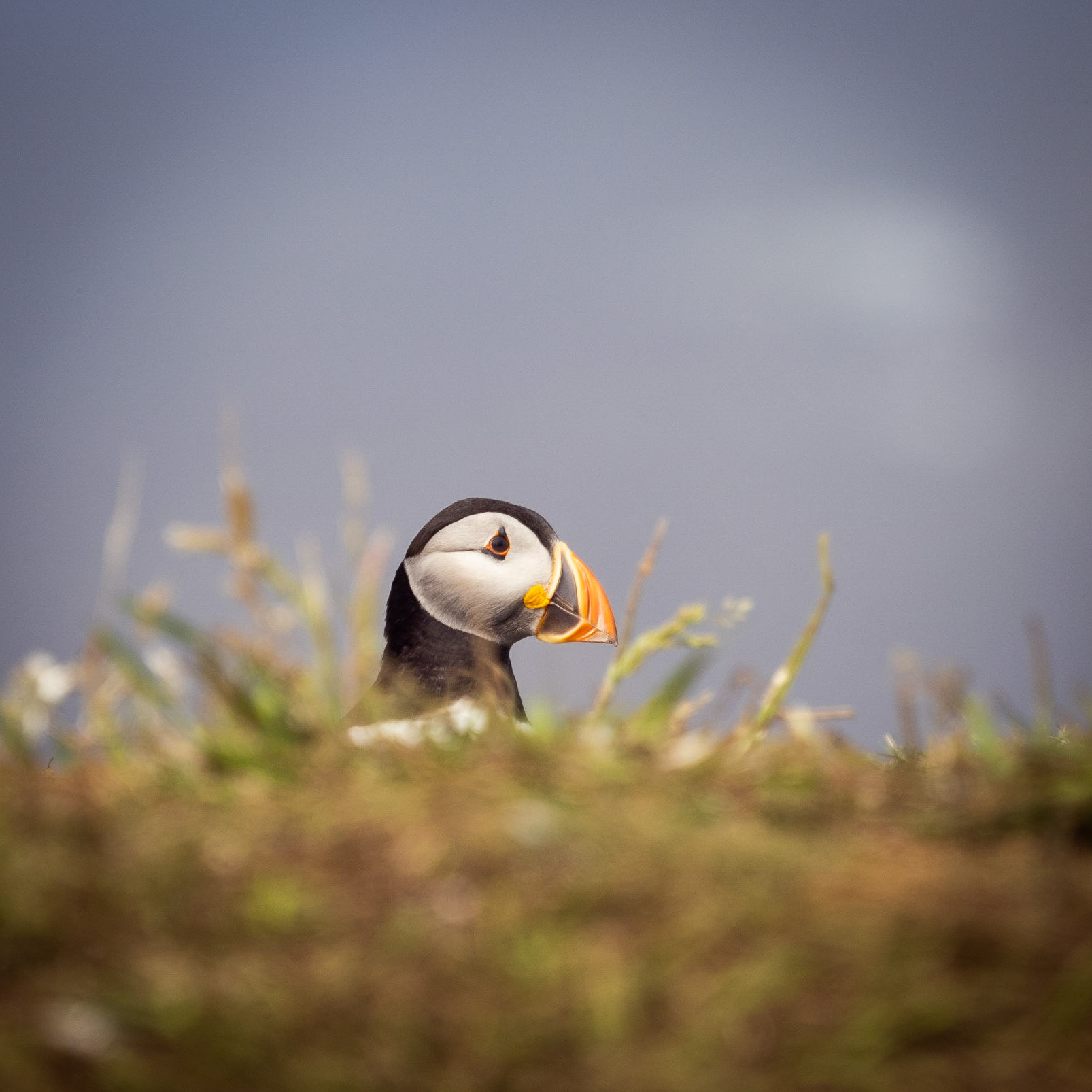 Puffin