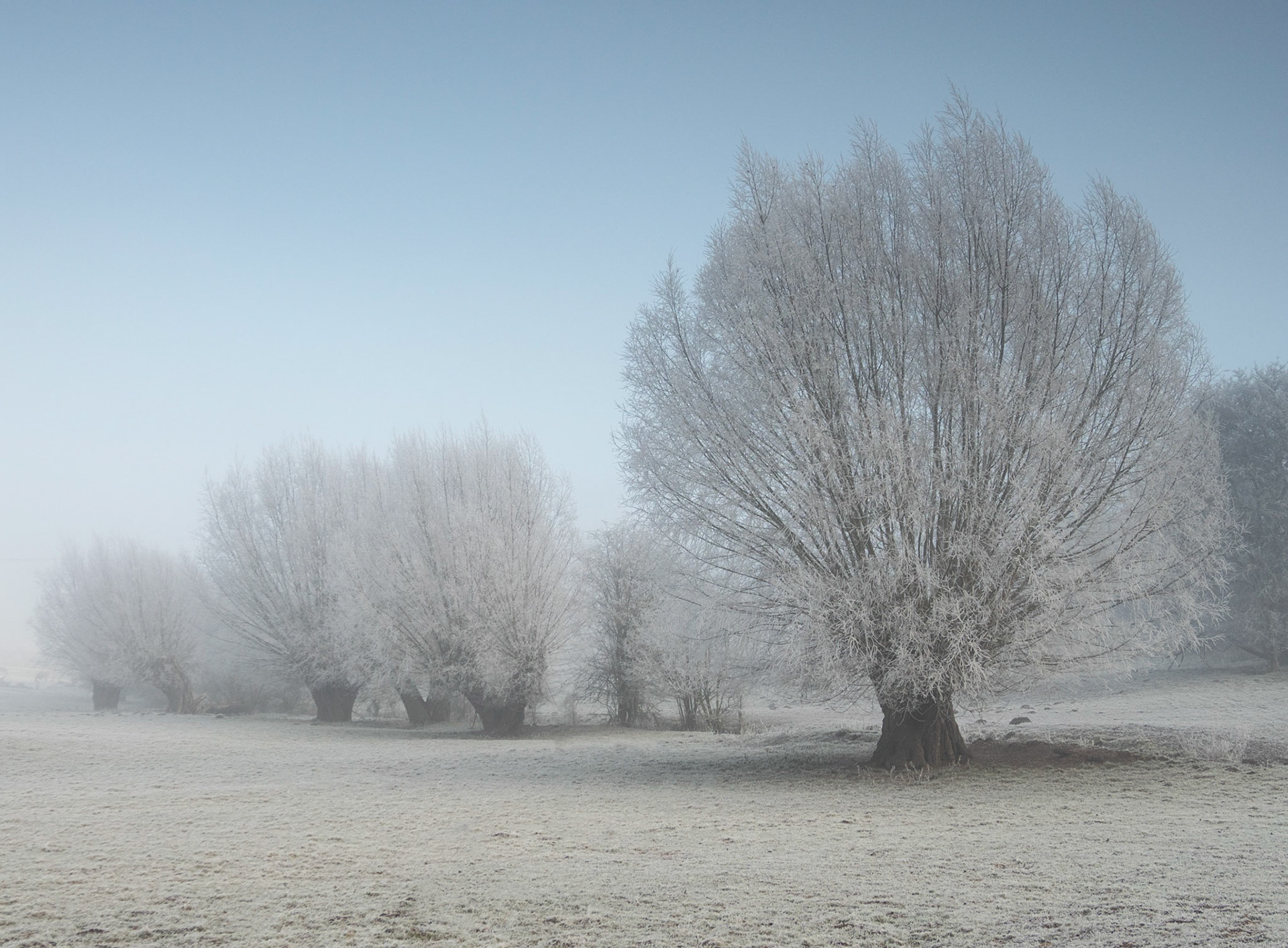 Hoar Frost