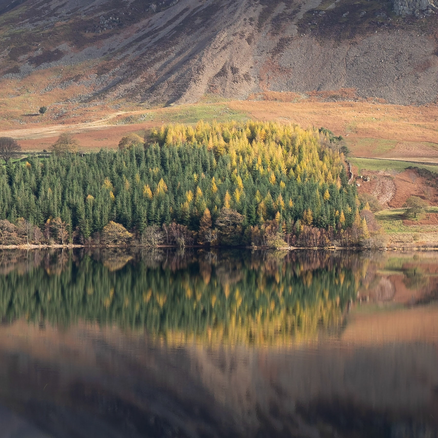Crummock Trees