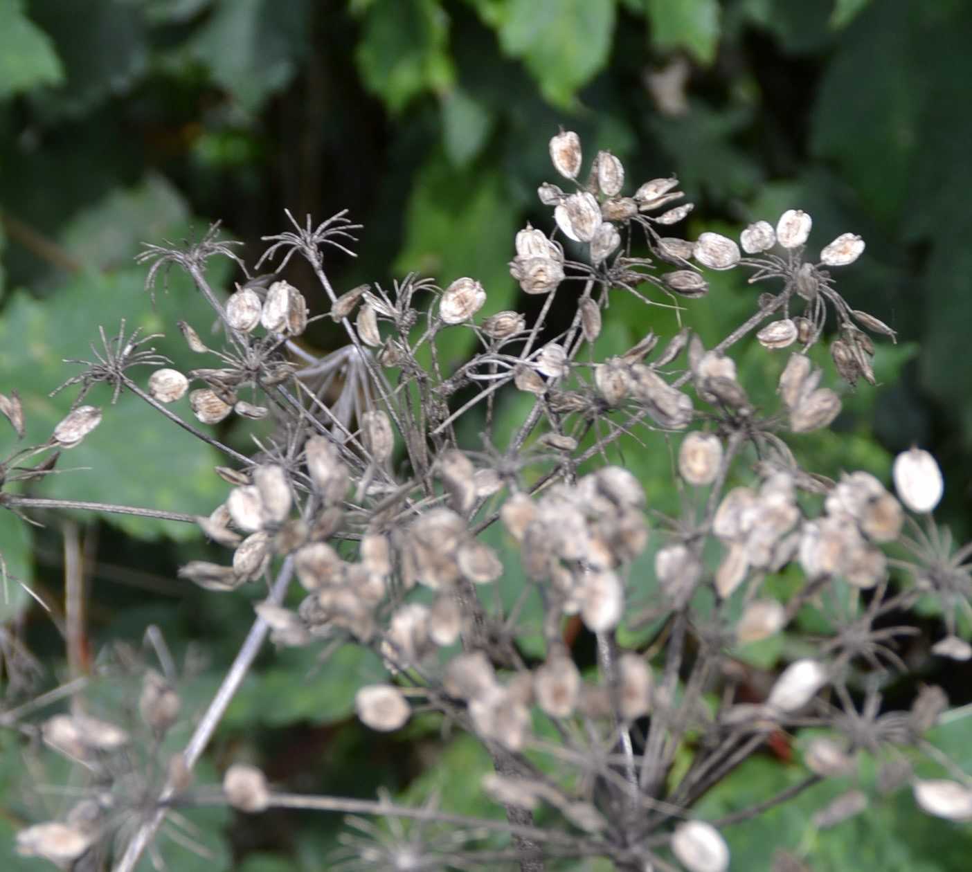 Beautiful Autumnal seed heads