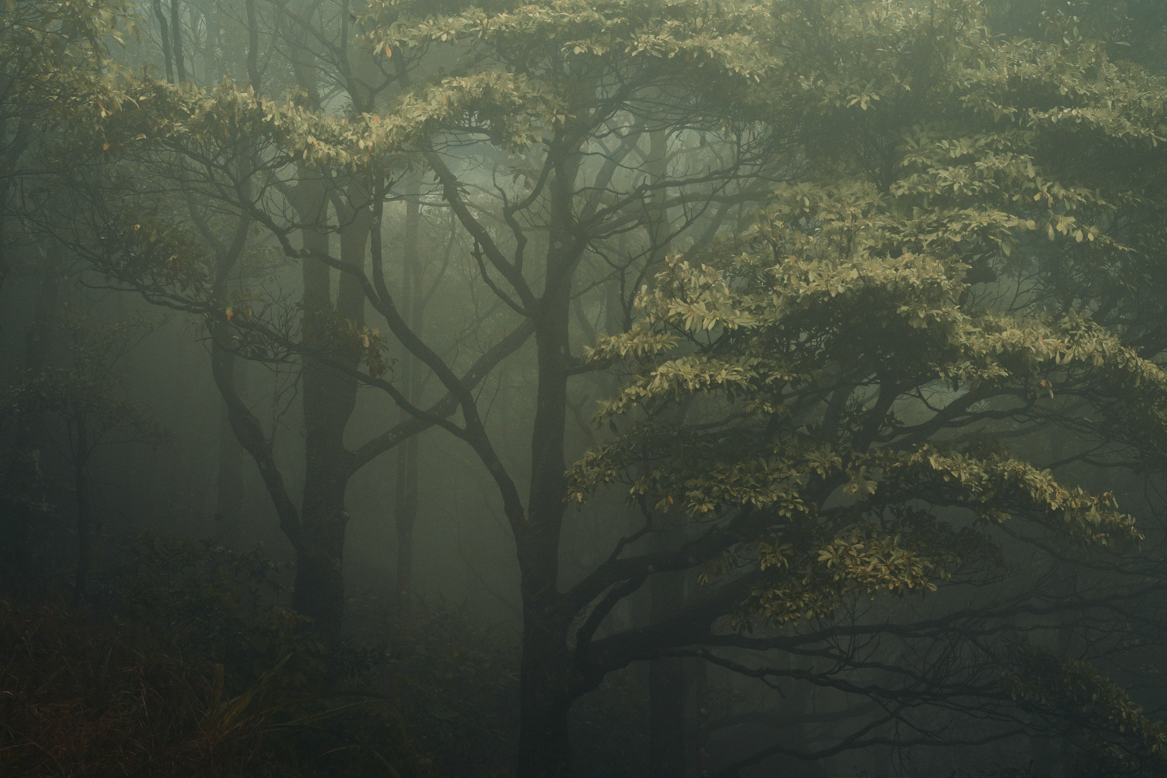 Tai Mo Shan, Hong Kong (2024)