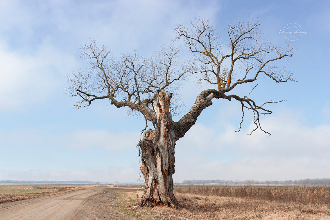 The Atkins Bottom Tree - Before it fell.