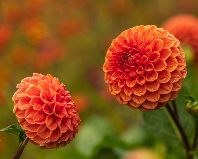 York Gate Garden, Leeds