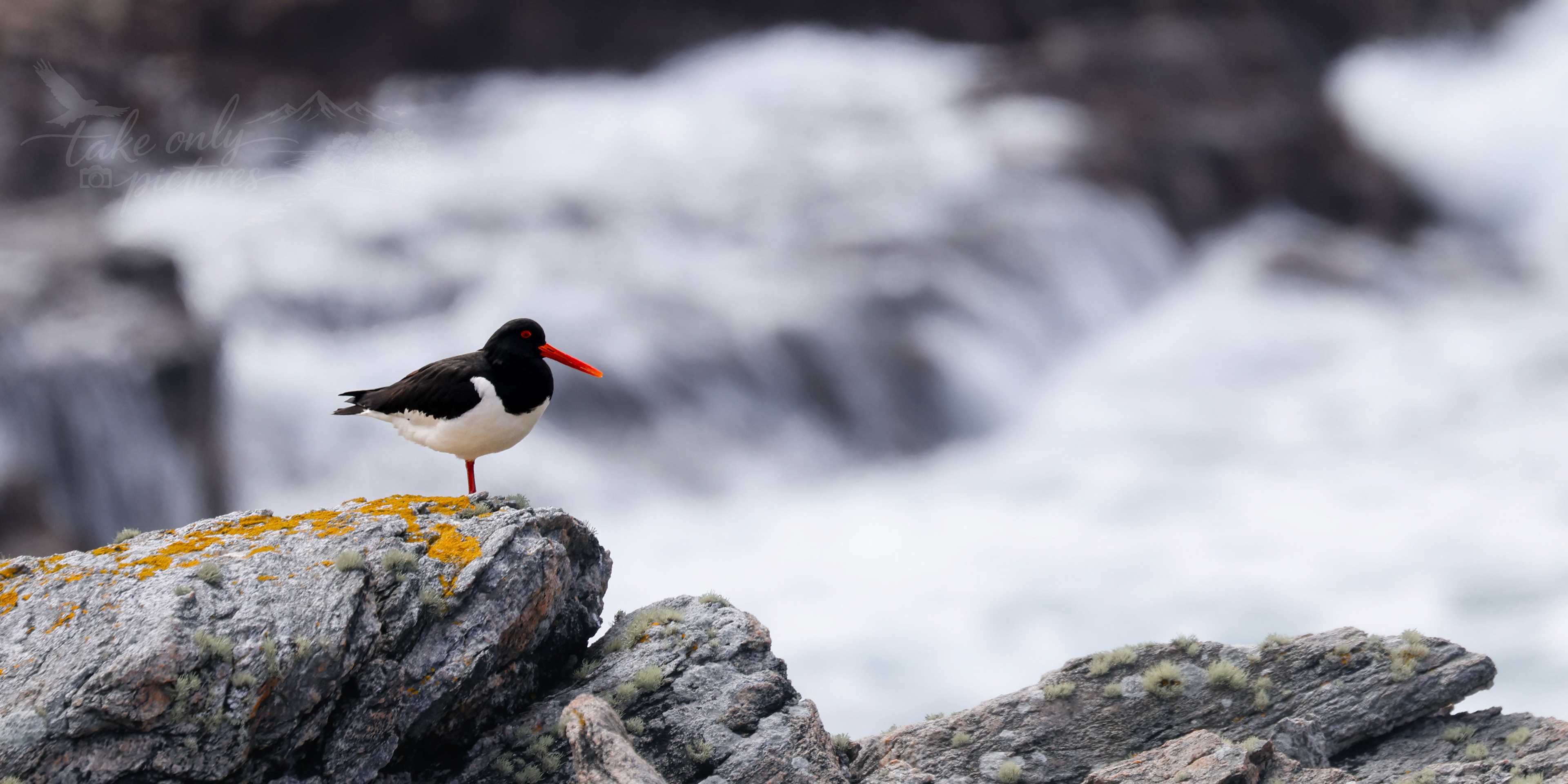 Oystercatcher