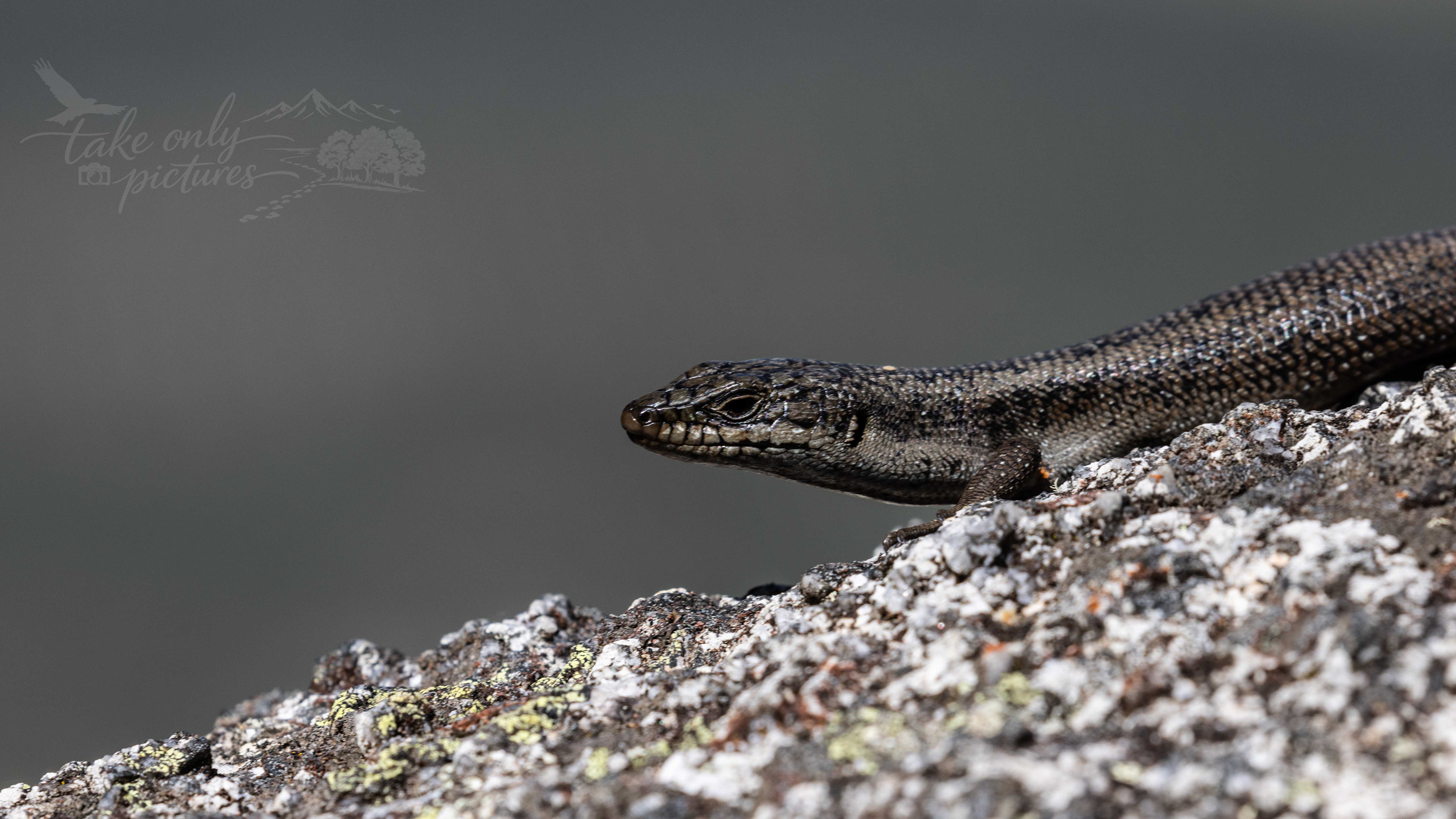 Crevice skink, Porongurup NP, WA