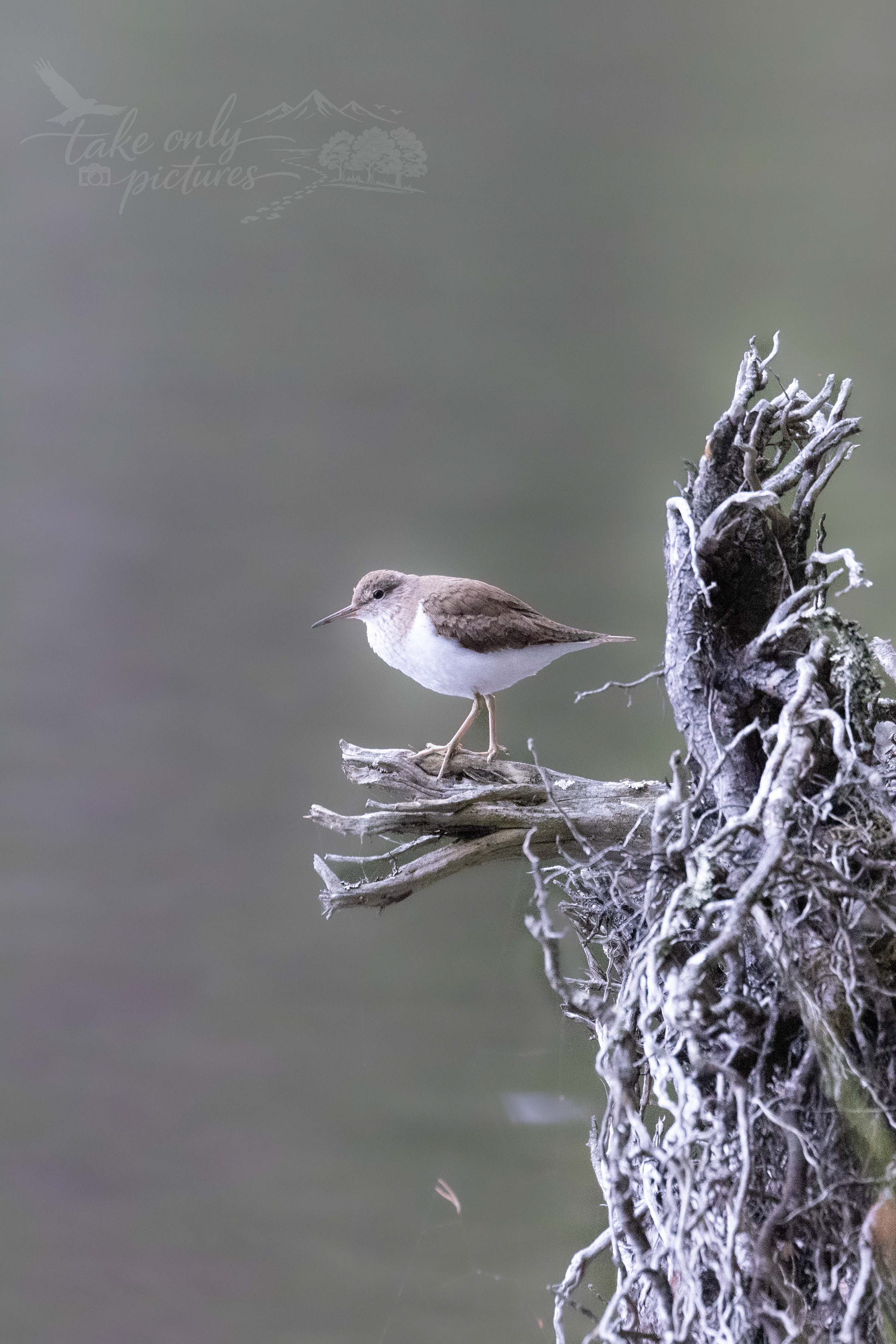 Sanderling - Loch Garten