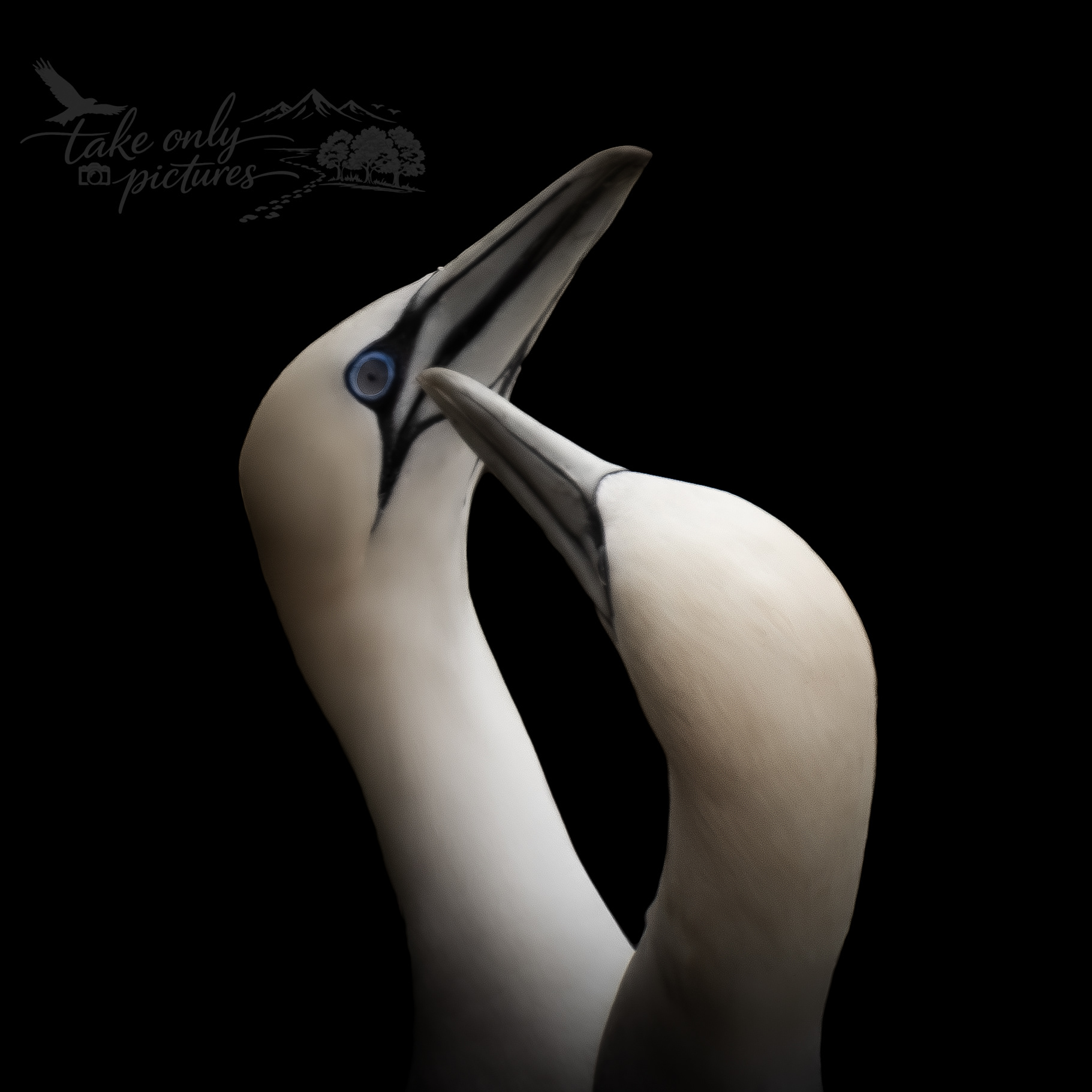 Reaffirming pair bonds - Hermaness NNR, Unst