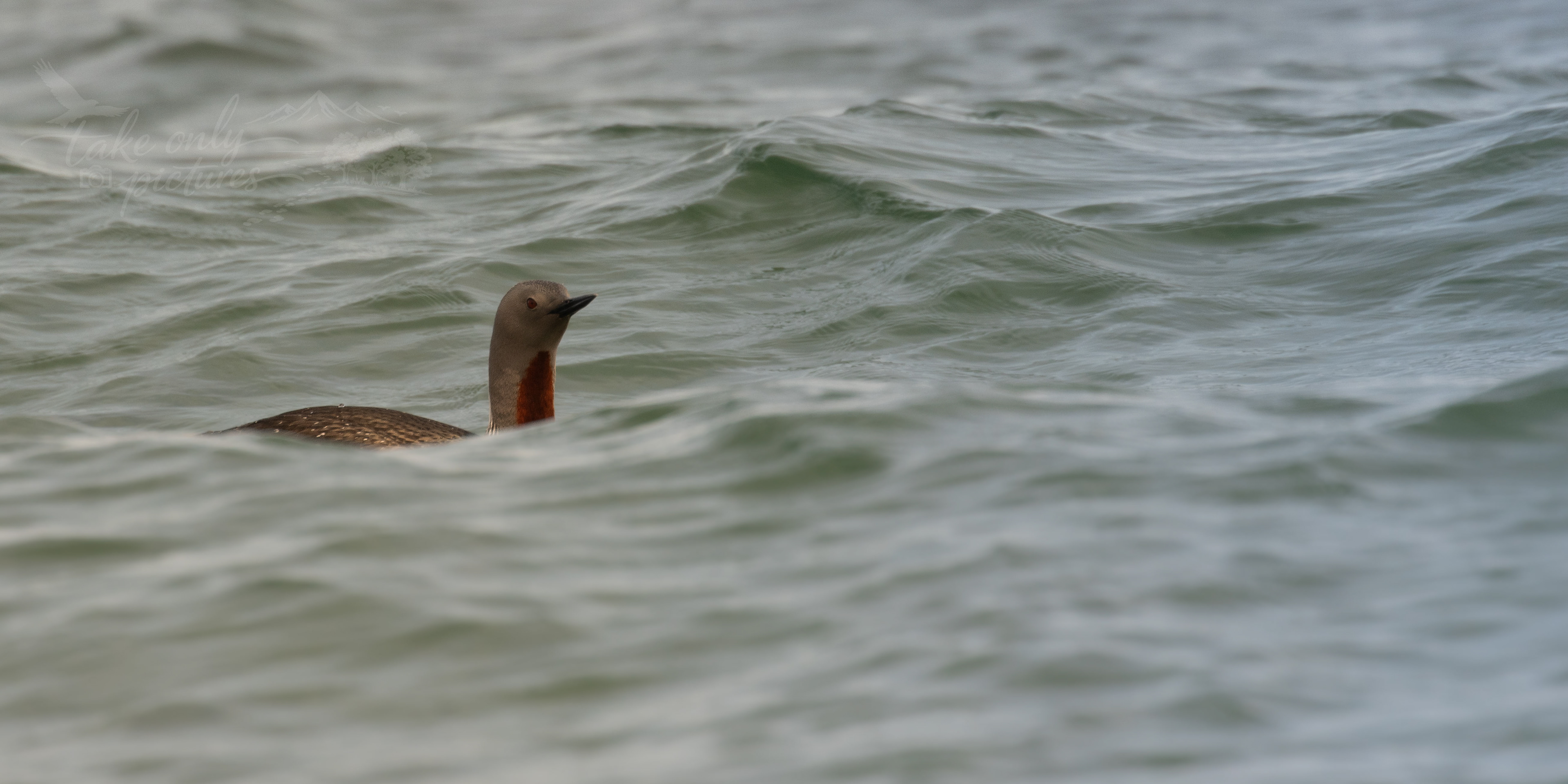 Red-throated diver - Burra Ness, Yell