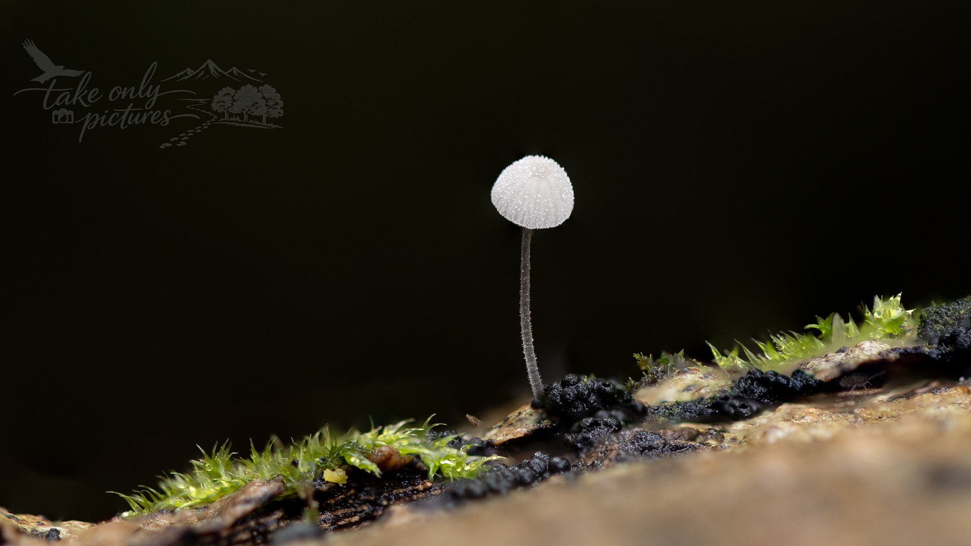 Fungi (poss. Mycena adscendens), Barnetts Wood, Monmouthshire