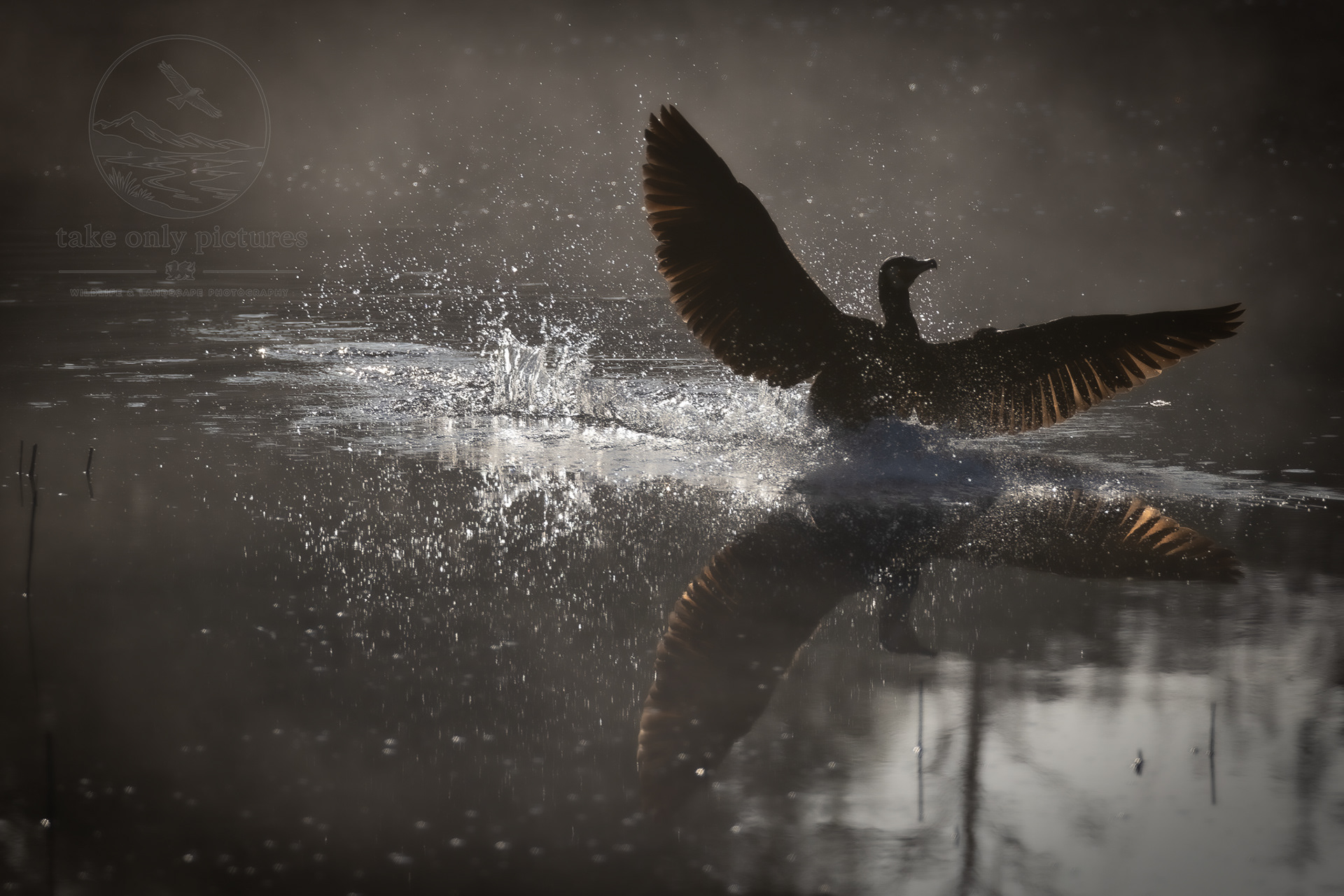 Cormorant, Teifi Wetlands, Ceredigion
